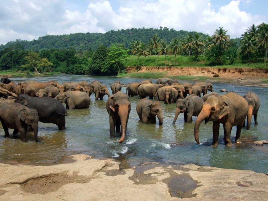 Фотография путешествия в Шри-Ланку
